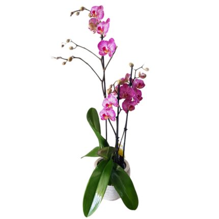 Purple orchid with white shades
