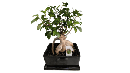 Big Bonsai