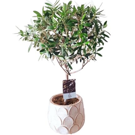 Medium olive tree