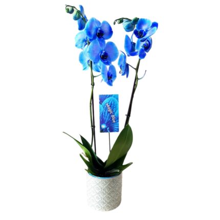 Magic Blue