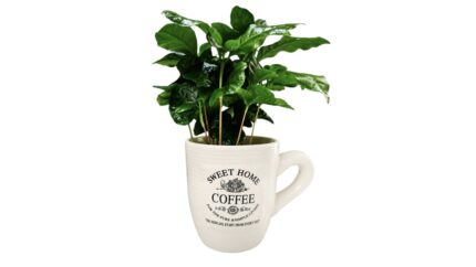 Coffea Arabica