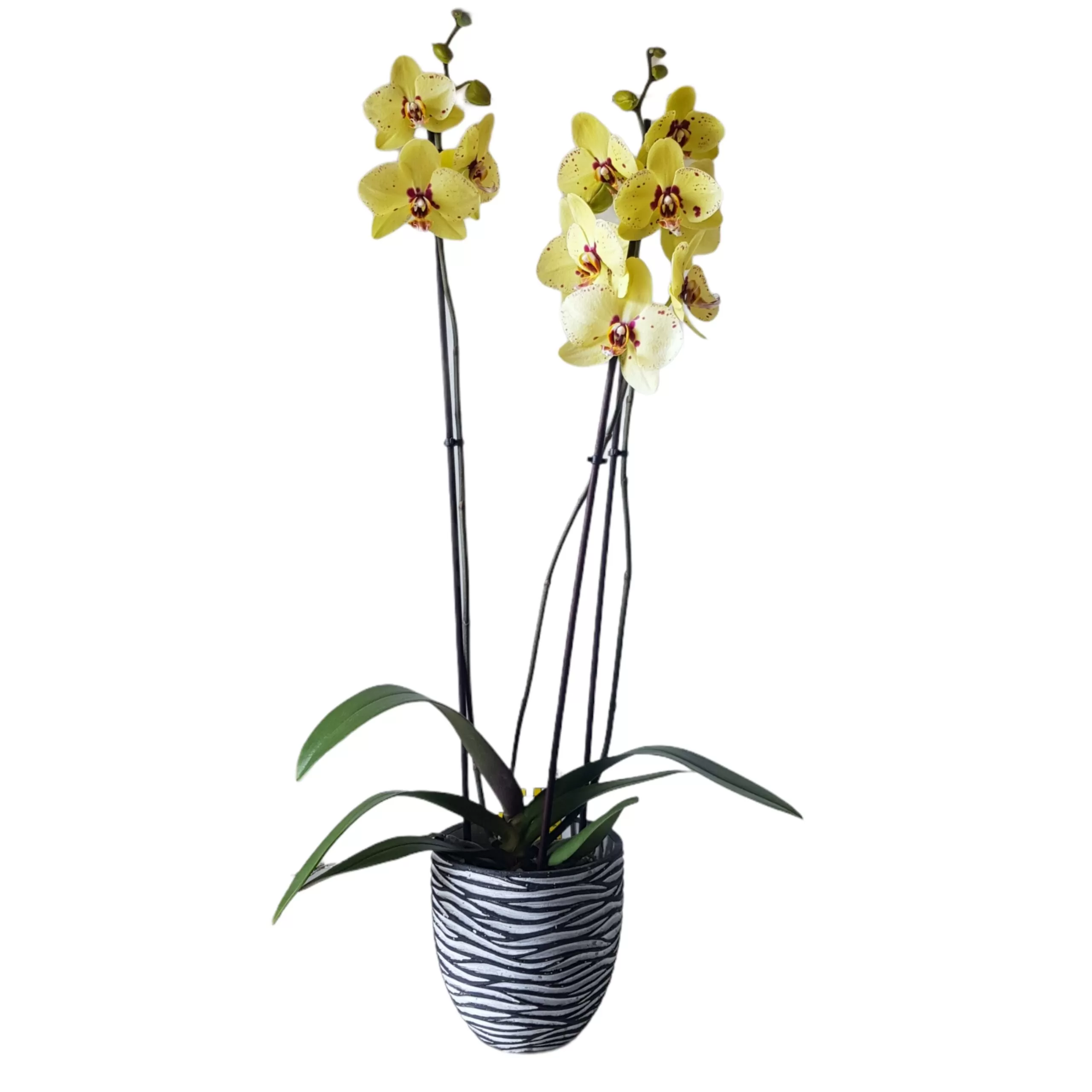 Yellow orchid