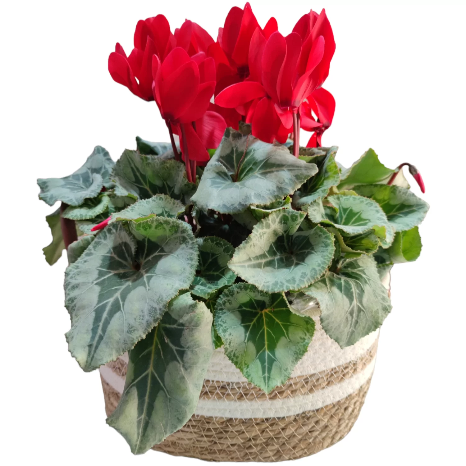 Cyclamen